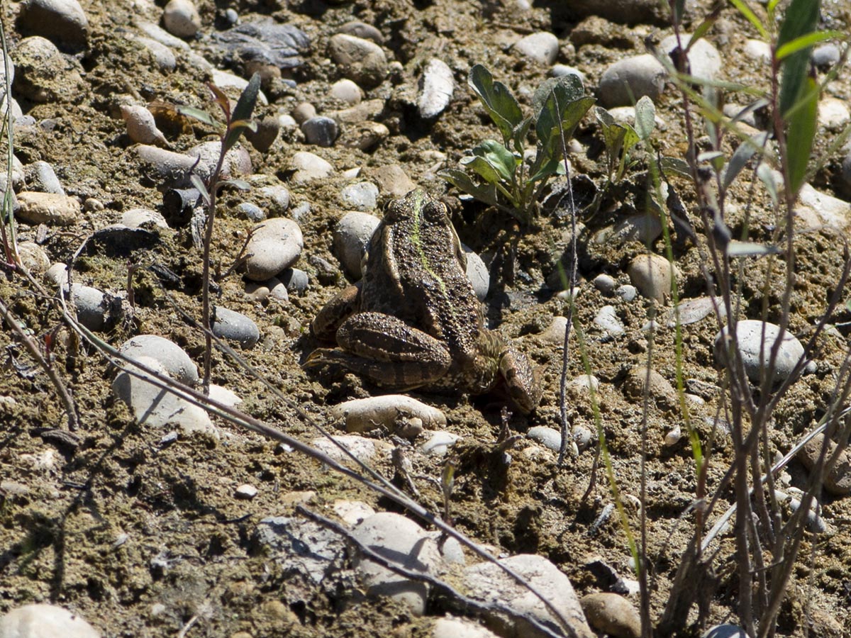 Rana esculenta